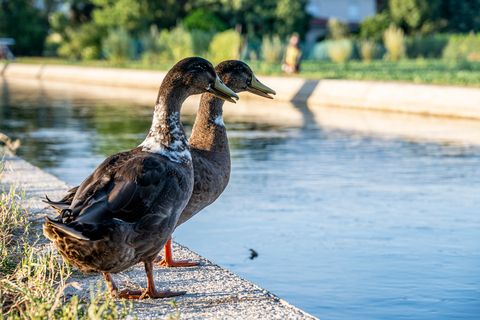 Itinerari nel Rojale